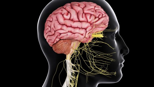 brain_spinal_cord-57fe96b15f9b5805c26d5072 brain_spinal_cord-57fe96b15f9b5805c26d5072